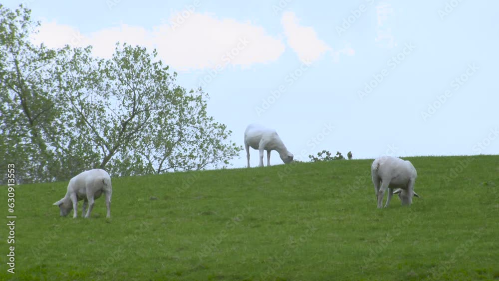 Solitary shorn sheep grazes int he pasture Solitary shorn sheep grazes int he pasture
