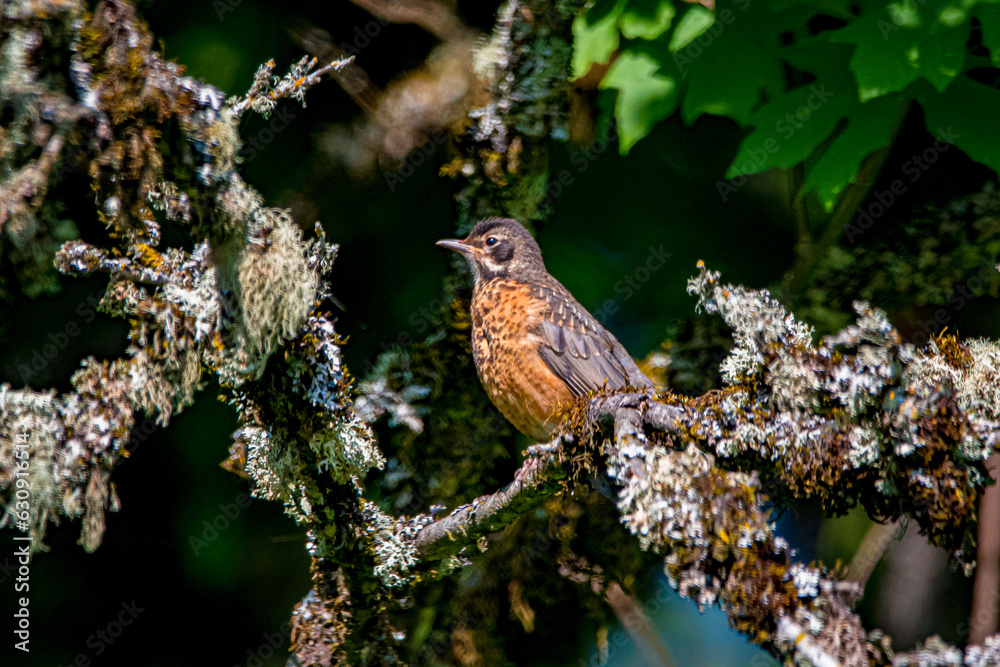 robin on a branch robin on a branch