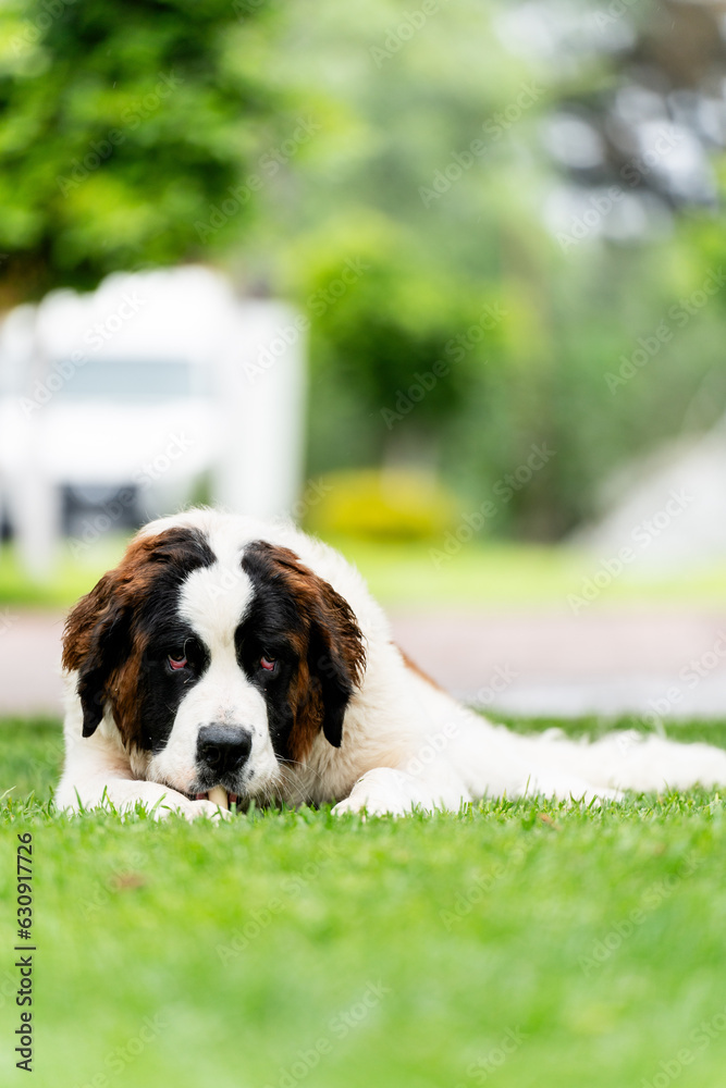 Portrait of saint bernard dog on the grass 