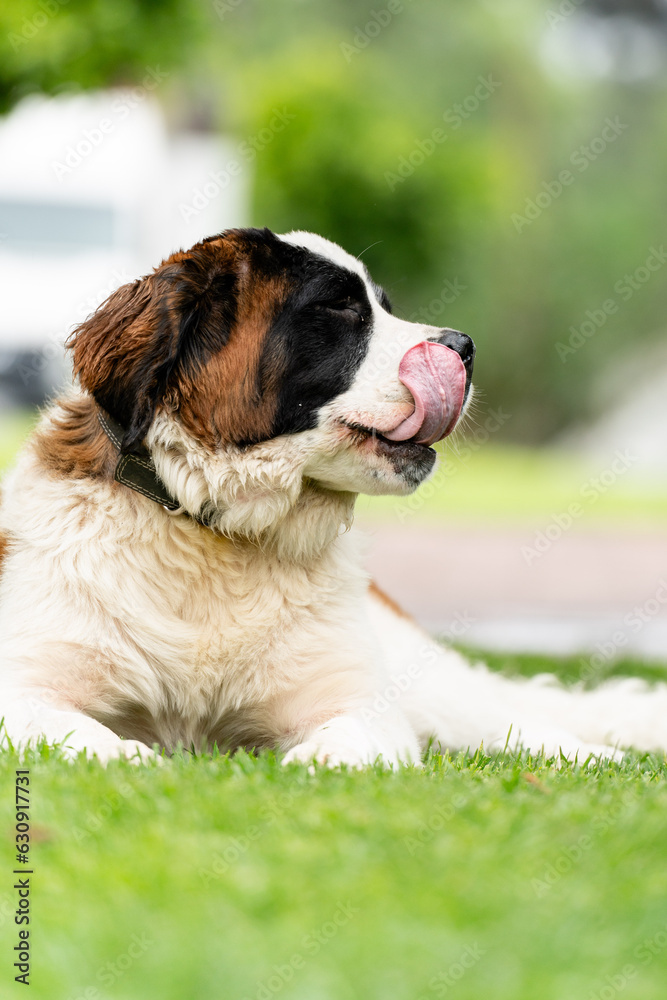 saint bernard dog on the grass sticking out his tongue