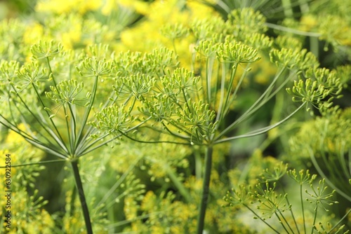 Fototapeta Naklejka Na Ścianę i Meble -  Fresh green dill flowers on blurred background, closeup