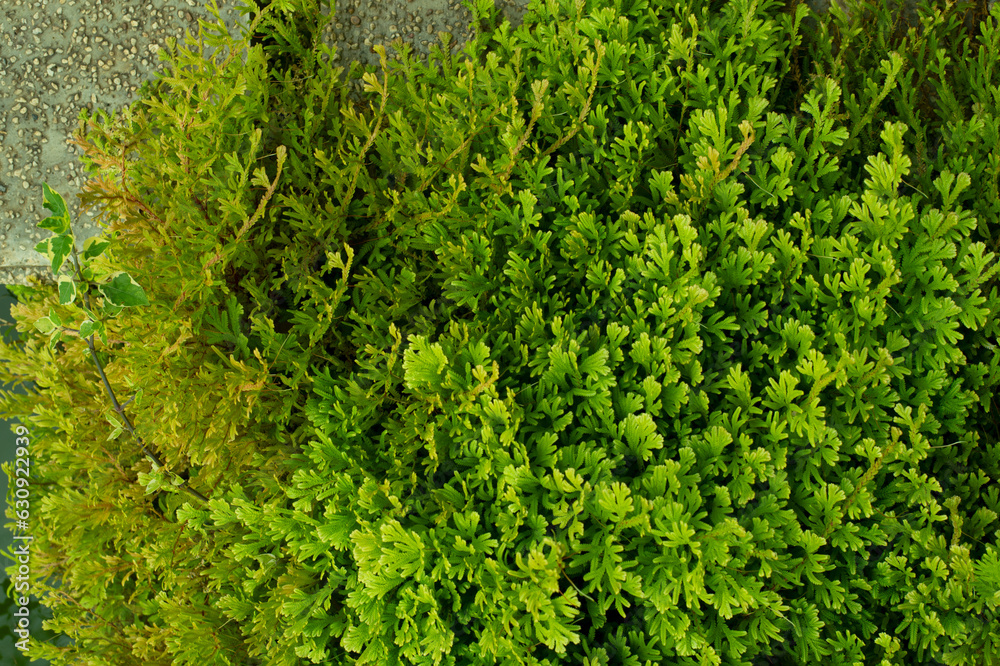 freshness green plant on the garden floor