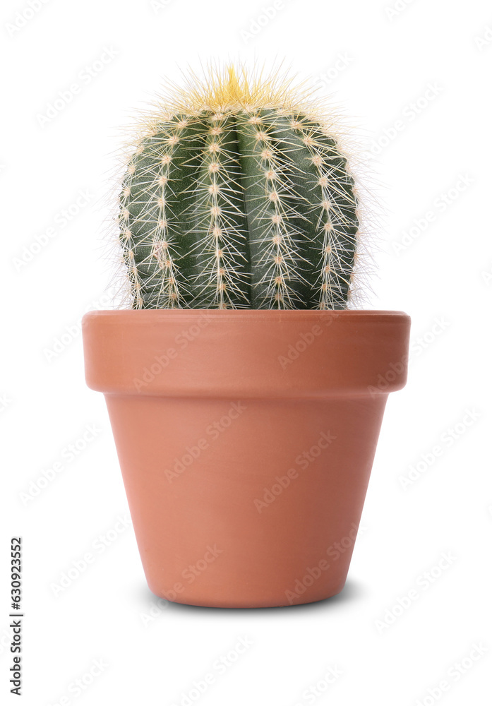 Beautiful green cactus in terracotta pot isolated on white Beautiful green cactus in terracotta pot isolated on white