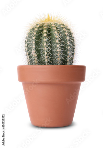 Beautiful green cactus in terracotta pot isolated on white