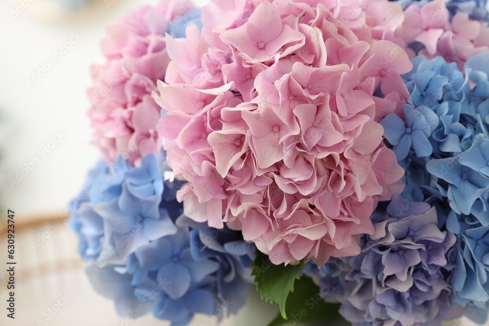 Fototapeta premium Beautiful light blue and pink hydrangea flowers, closeup