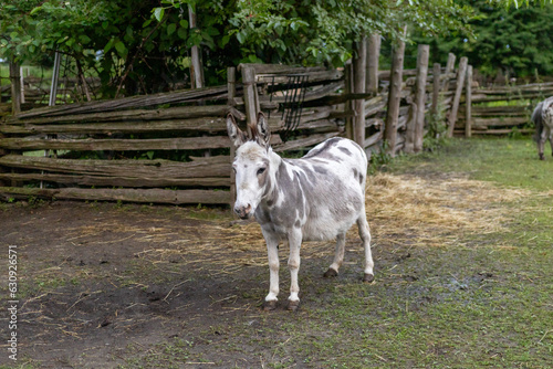 Spotted Grey and White Donkey in a Rustic Farm Enclosure