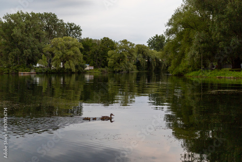 Mother Duck and Ducklings Swimming in a Calm River