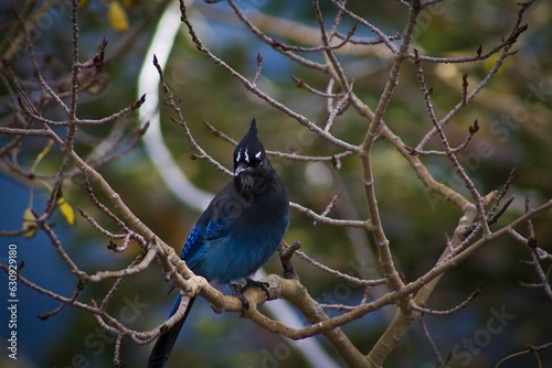 blue jay on a branch in the mountains