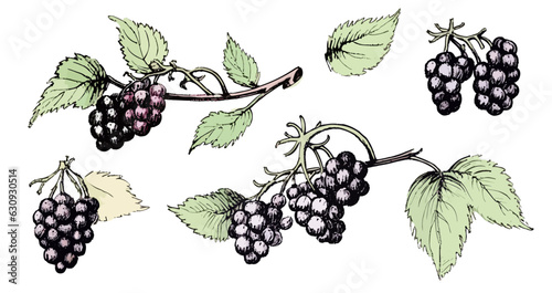 Drawn set of black currant berries in ink drawing style in vector