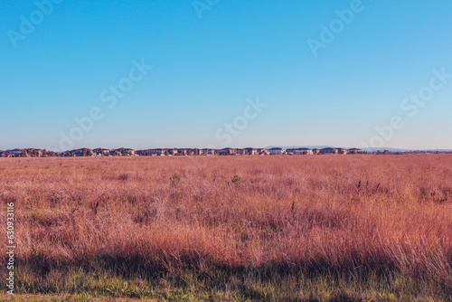 landscape with field of long dry grass bordering outer western suburban housing estate in Melbourne