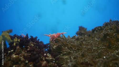 Hinge- beak shrimp, It is beautiful small shrimp in fish tank.