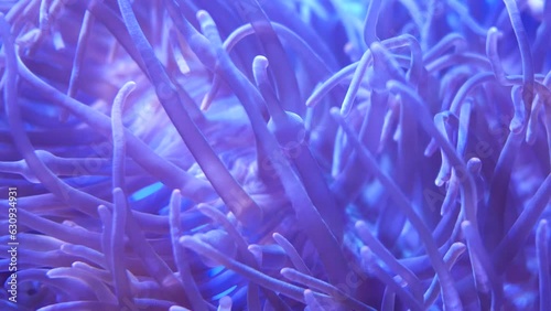 Beautiful sea flower in underwater world with corals and fish. Sea flowers moving in fish tank. Sea anemone in fish tank. sea anemone underwater nature life.