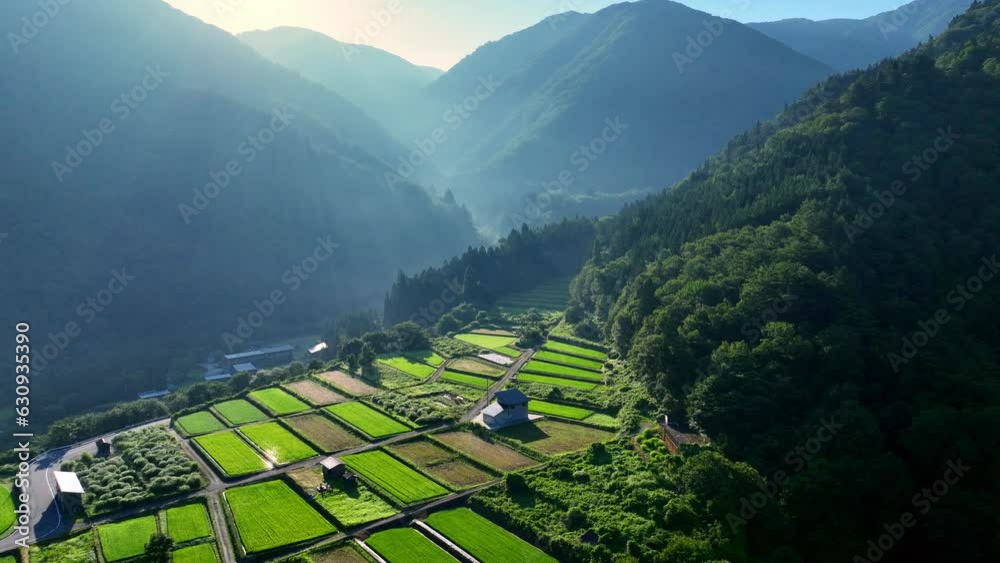  Terraced rice fields in the Japanese mountains in the morning, Shirakawago village in Japan, beautiful aerial view of Japanese Alps, tourism in Japan