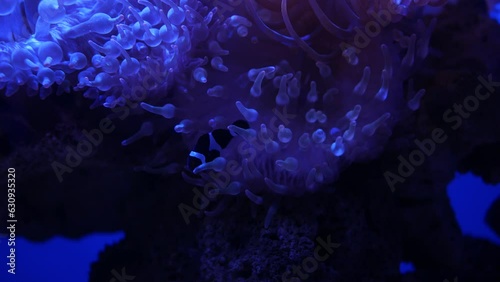 Beautiful sea flower in underwater world with corals and fish. Sea flowers moving in fish tank. Sea anemone in fish tank. sea anemone underwater nature life.