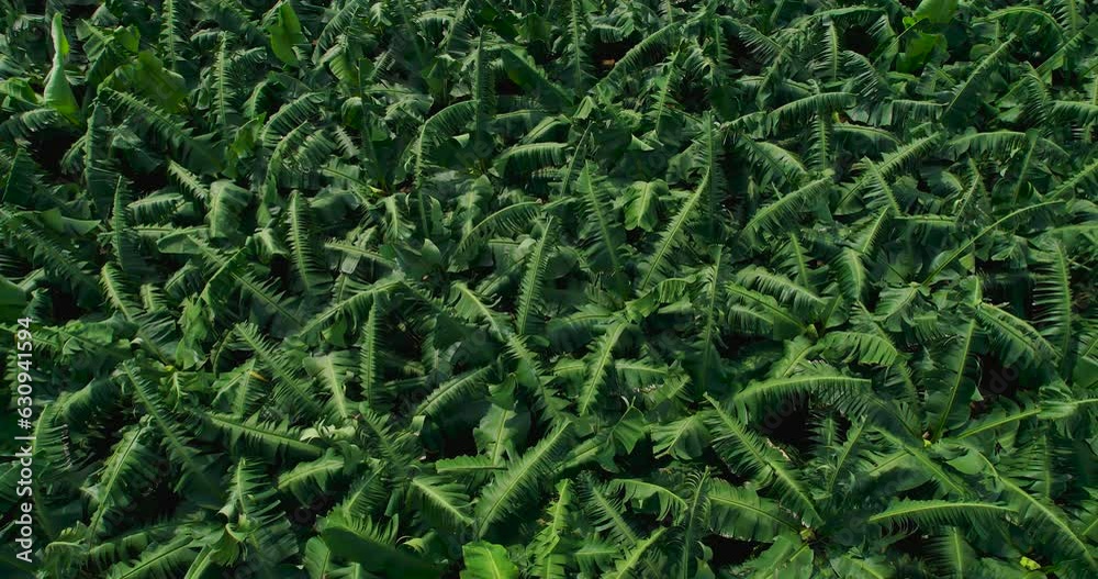 Aerial view of Banana farm in Nepal. Leaves of bananas are seen as pointed and healthy. Purely organic plantation. Amazing agricultural practices in Nepal. 4K Aerial view of Banana farm in Nepal. Leaves of bananas are seen as pointed and healthy. Purely organic plantation. Amazing agricultural practices in Nepal. 4K