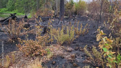 Remaining singed shrubs amongst the burnt fallen trees and blackened earth  photo