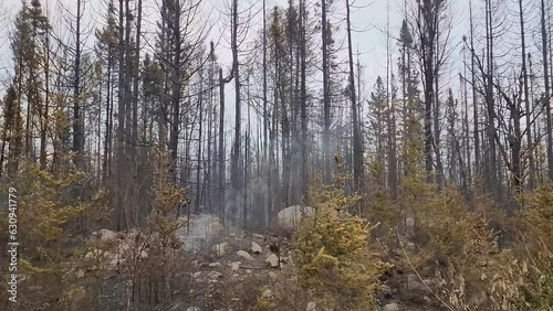 Smoke rising from the blackened ground after recent forest fire photo