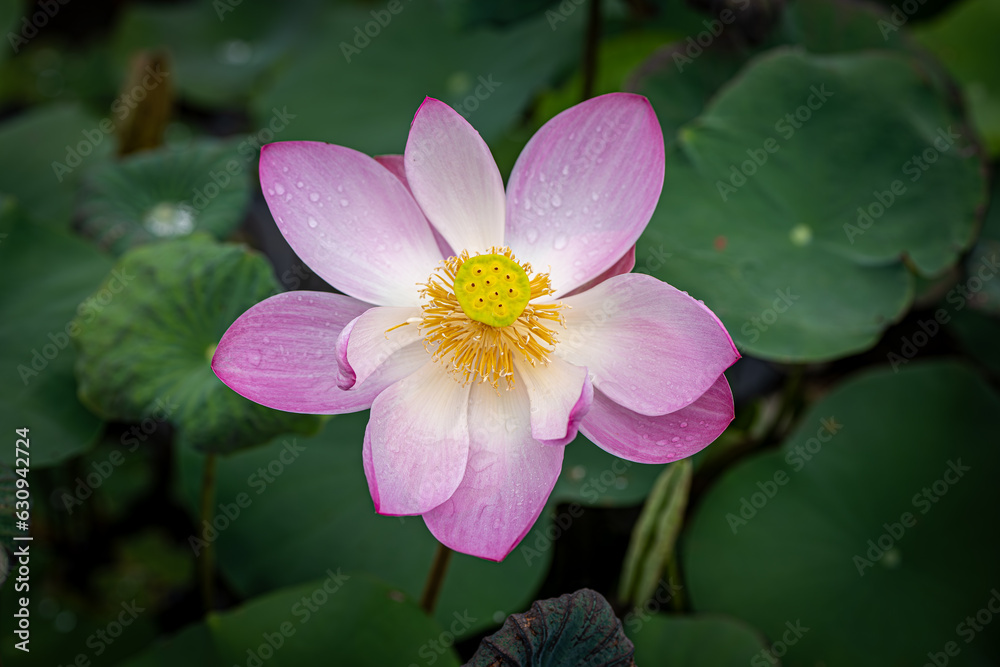 Beautiful Pink Lotus with Green Leaves in the Pond Beautiful Pink Lotus with Green Leaves in the Pond