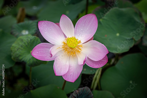 Beautiful Pink Lotus with Green Leaves in the Pond