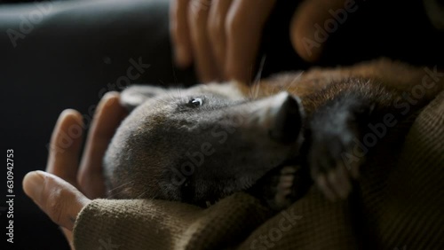 Close Up Of Hands Holding And Petting A Coati photo