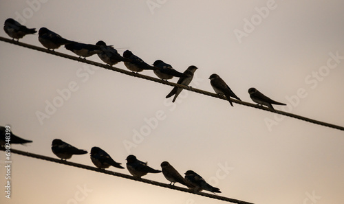 Flock of swallow birds spending the night in the telephone wires. One bird breaks the pattern and looks at the opposite side.