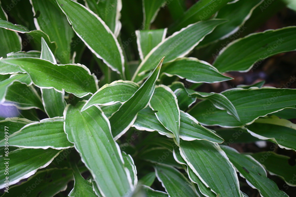 Funkia lancetolistna STILETTO Hosta lancifolia