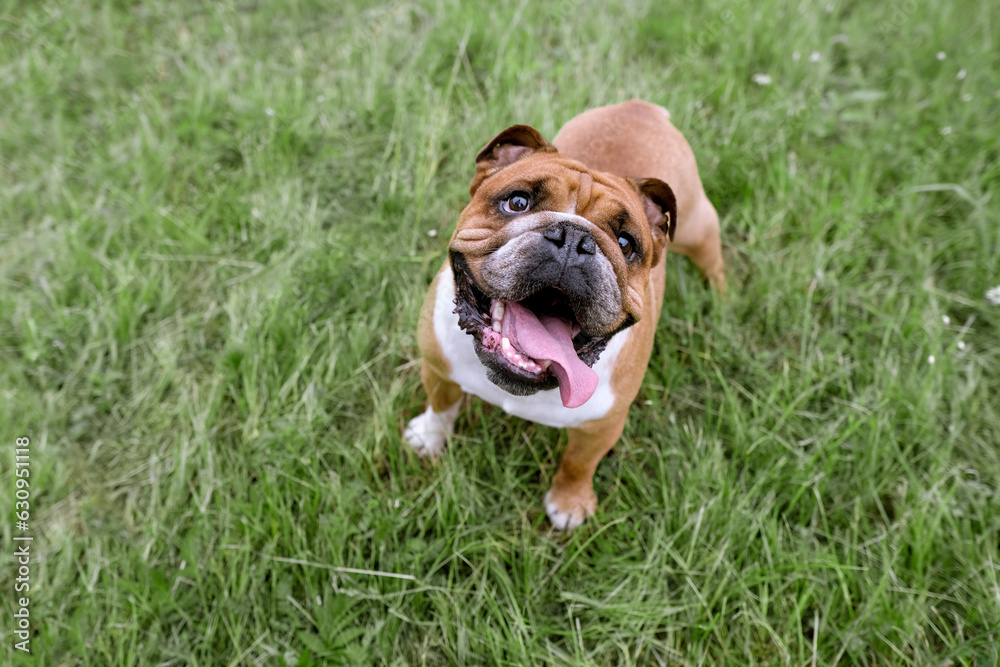 Portrait of English Bulldog with open mouth resting on grass. Close up pet portrait