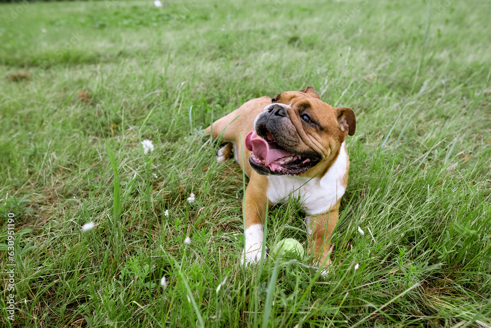 Portrait of English Bulldog lay lawn with ball toy. Dog resting on grass with his toy. Close up pet portrait