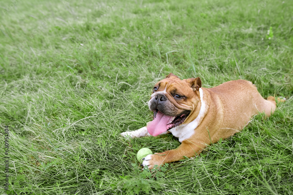 Portrait of English Bulldog resting on grass. Close up pet portrait