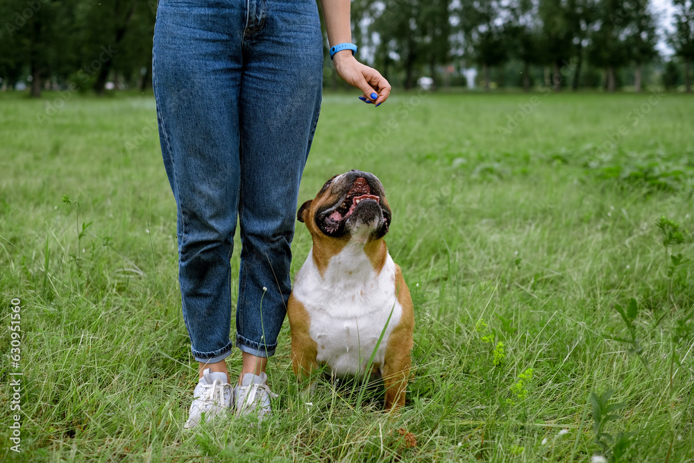 young blond woman training with English Bulldog at park