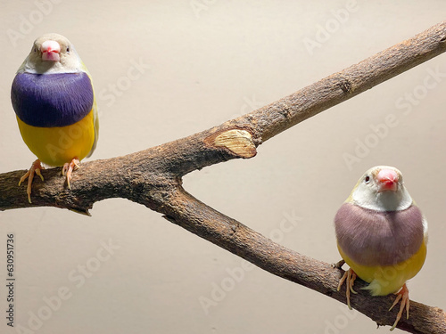 Yellow lady gouldian finch bird on a branch