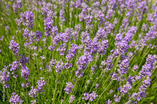 Lavender bushes closeup at sunny day.