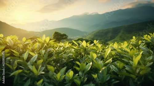 tea plantation background, tea plantation in morning light, Green tea buds and leaves at early morning on plantation
