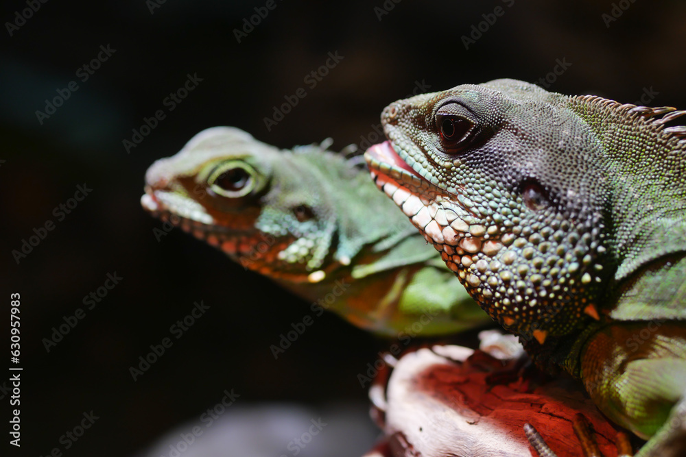 Fototapeta premium close up of Spiny Lizard Looks Around 