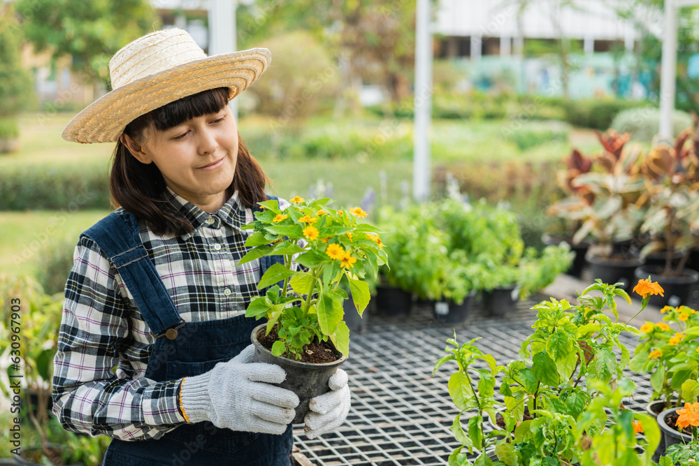 Gardener woman in gloves plants flowers in greenhouse check growth quality of Plant. Florists woman working gardening in the backyard. Flower care harvesting.