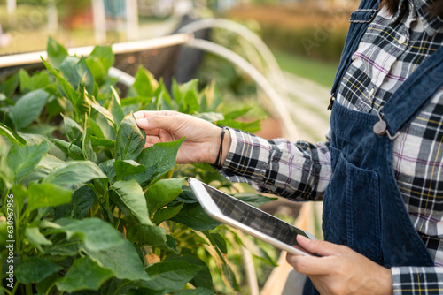 Flower care harvesting. Happy gardener woman in gloves plants flowers in greenhouse using tablet check growth quality of Plant. Florists woman working gardening in the backyard.