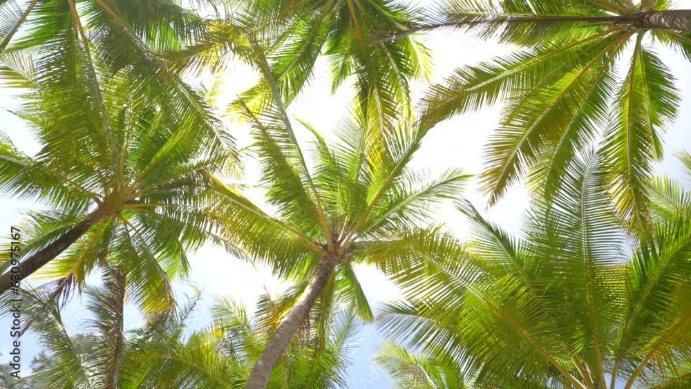 Coconut trees sun shine through palm leaf blue sky low angle view. Palm trees beach tropical island summer. Coconut trees sun shine through palm leaf blue sky low angle view. Palm trees beach tropical island summer.