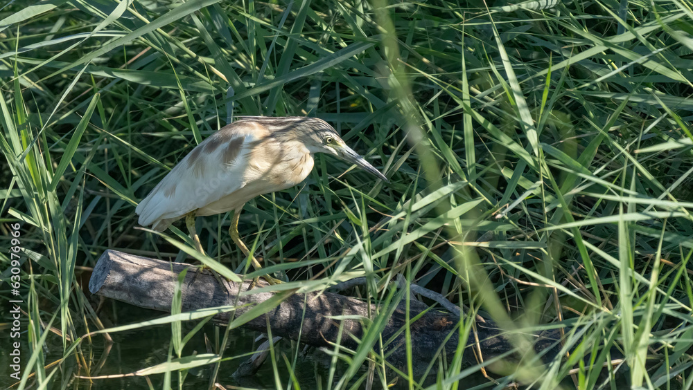 Squacco Heron in the marshes of the ebro delta