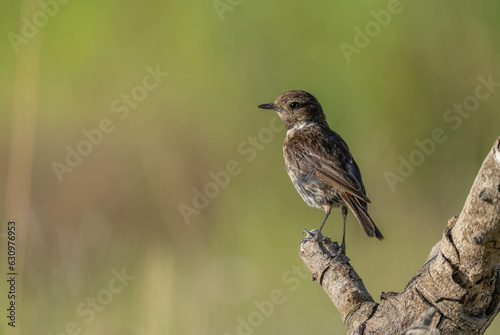 female european stonechat in the branch 