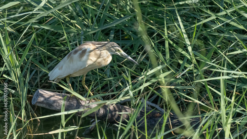 Squacco Heron in the marshes of the ebro delta