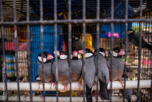 Java sparrow. Birds in cages for sale at the splendid animal market in Malang
