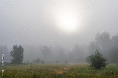 Fog descended on the meadow and trees, hiding the horizon in a haze. Foggy morning. © Mykhailo