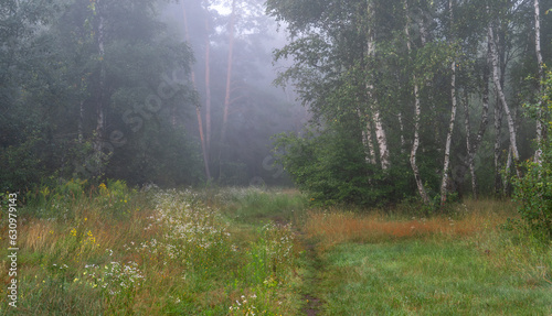 Fog descended on the meadow and trees, hiding the horizon in a haze. Foggy morning.