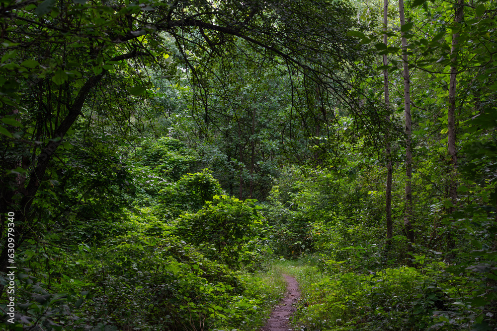 Forest area. Path in the forest. Place for hiking Forest area. Path in the forest. Place for hiking