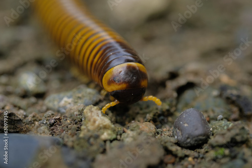 Millipedes are black and yellow with many legs photo