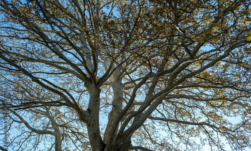 Platanus Orientalis, Plane Tree, winter day in Epirus forest Greece. Under view of blue sky.