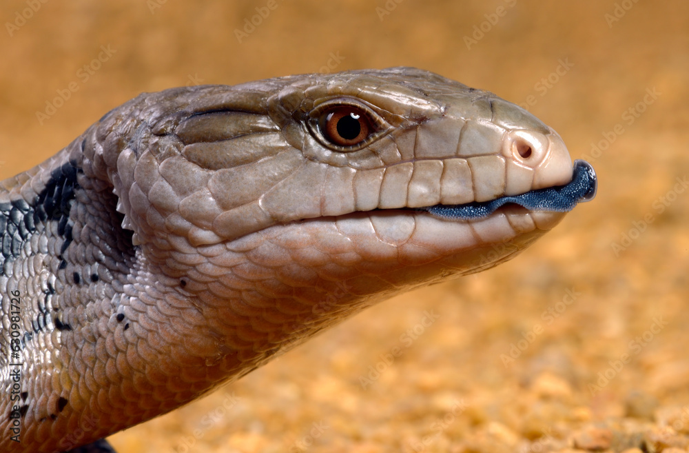 Naklejka premium Indonesian blue-tongued skink // Riesenblauzungenskink, Südlicher Neuguinea-Blauzungenskink (Tiliqua gigas evanescens)