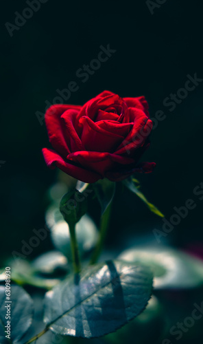 Fototapeta Naklejka Na Ścianę i Meble -  Opened red rose bud in the garden close-up