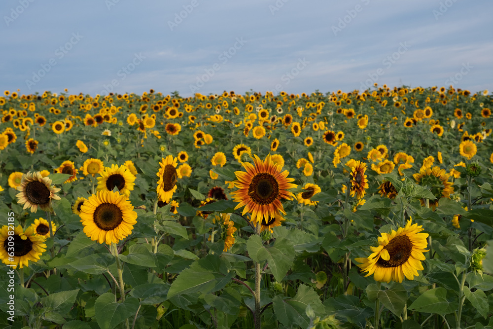 Fototapeta premium Field of yellow and red sunflowers under blue skies.