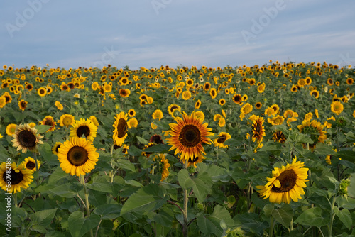 Field of yellow and red sunflowers under blue skies.